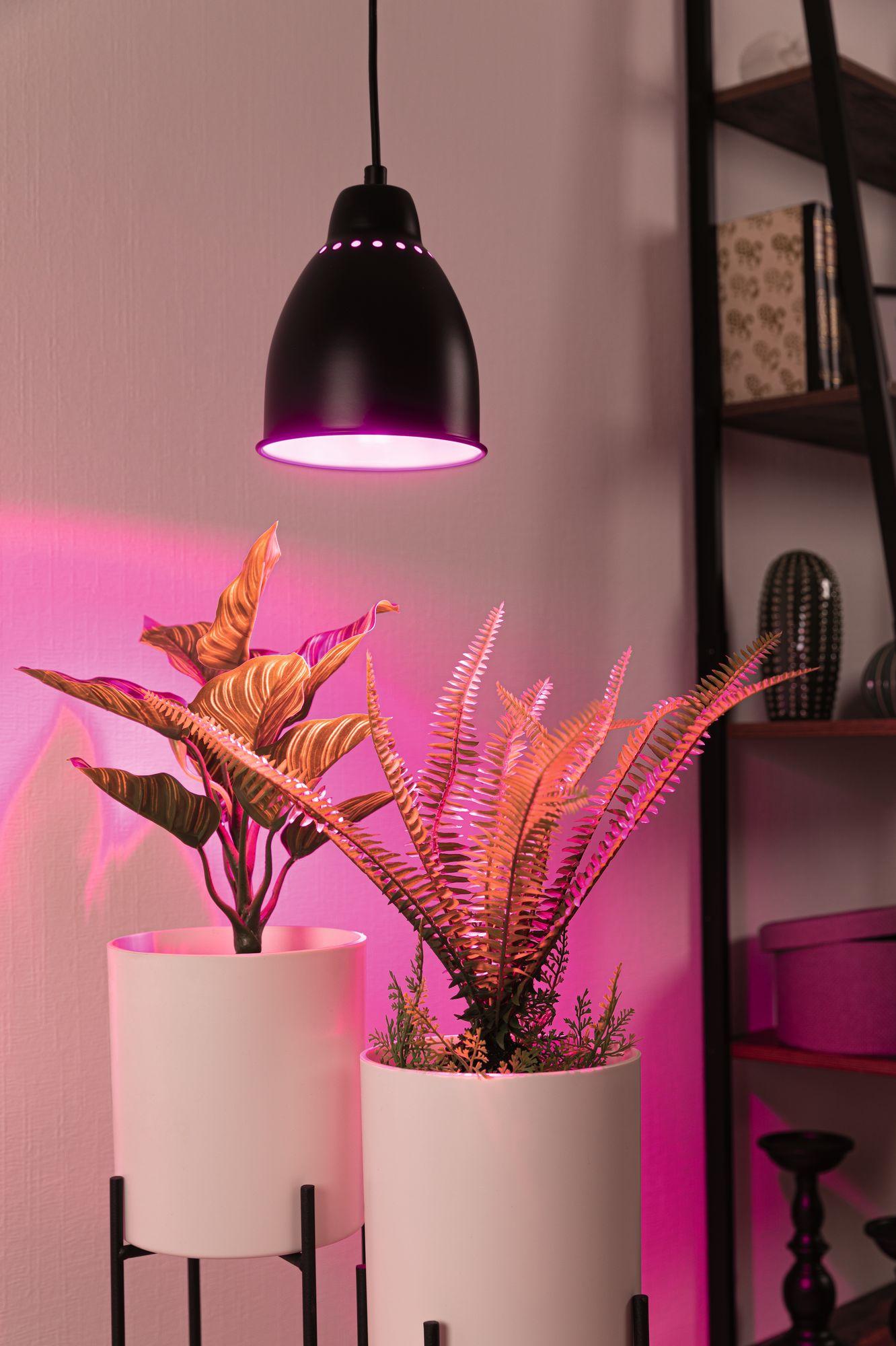 Závěsné svítidlo Neordic Hilla 1-ramenné pro osvětlení rostlin černá bez zdroje světla E27 - PAULMANN